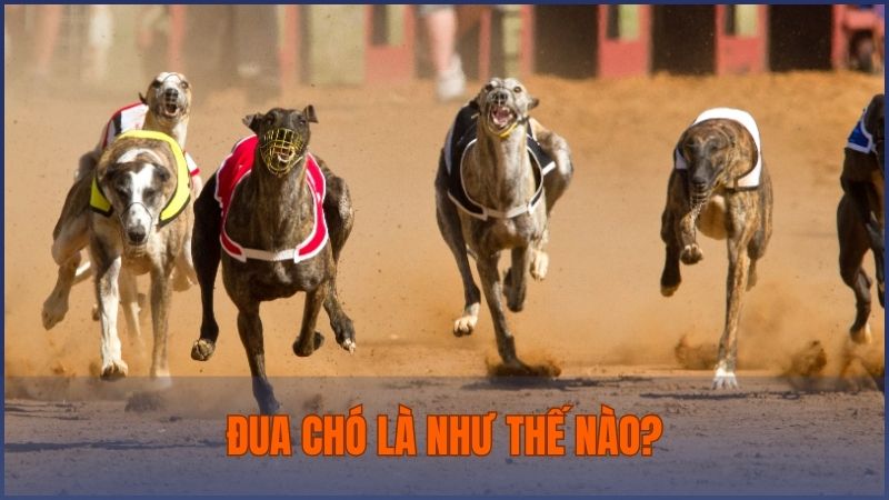Đua chó là một môn thể thao đối kháng hiện đang được nhiều nhà cái cung cấp