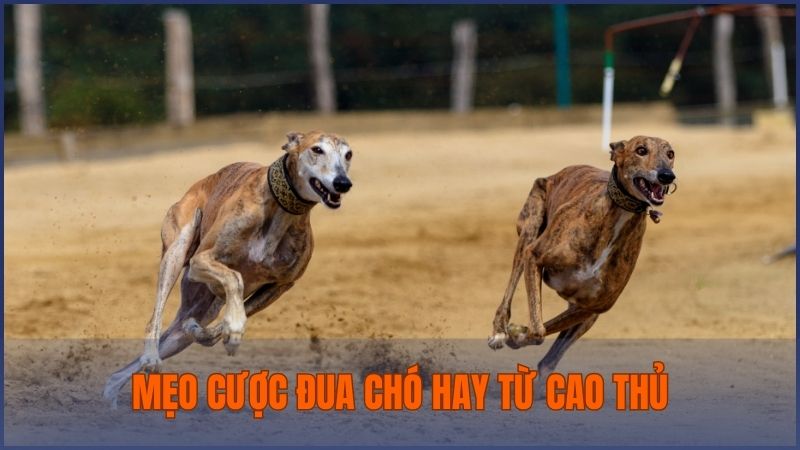 Chia sẻ mẹo tham gia đặt cược chuẩn xác nhất từ cao thủ giúp bạn nâng cao tỷ lệ thắng