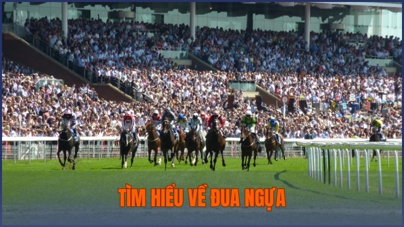 Đua ngựa là môn thể thao tốc độ với nhiều đường đua khác nhau